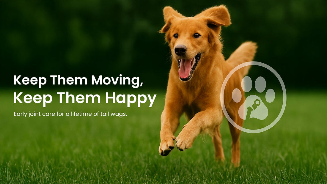 5 Signs Your Pet Needs Joint Support (and What You Can Do About It)