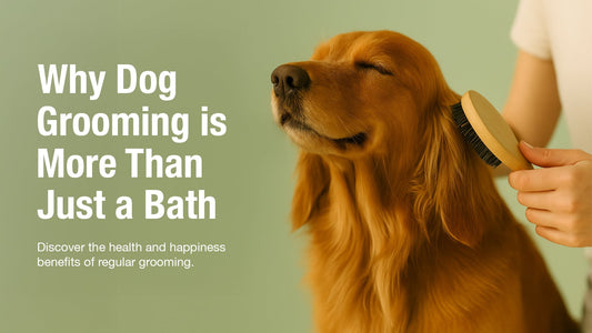 Why Dog Grooming Is More Than Just A Bath