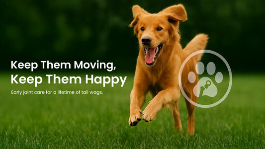 5 Signs Your Pet Needs Joint Support (and What You Can Do About It)