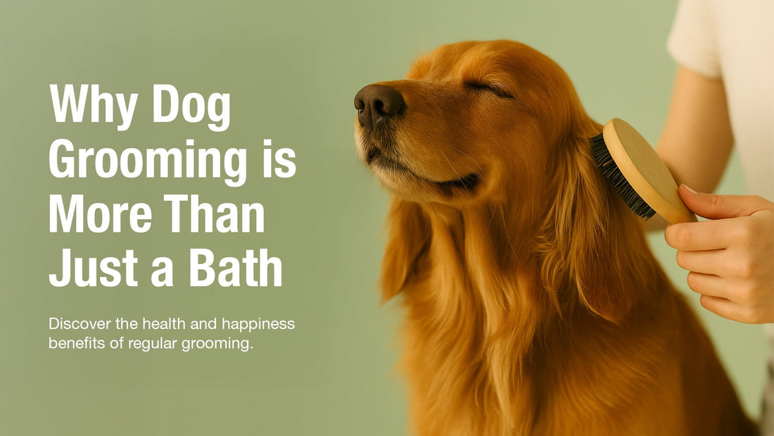 Why Dog Grooming Is More Than Just A Bath